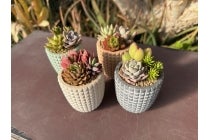 【春日井車庫・小牧発】*日帰り昼食付*『浜松 多肉植物寄せ植え体験&浜名湖花フェスタ2026』1